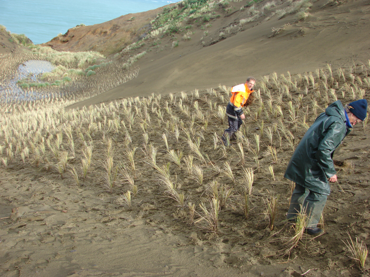 Planting Marram is Challenging Work