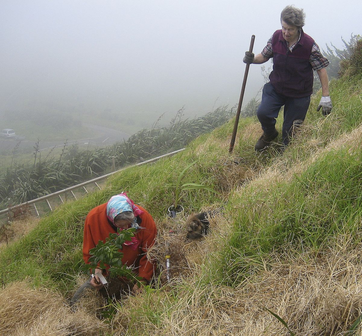 Margaret Makgill, Anna McNaughton battling weather & steep slopes to plant at Lighthouse